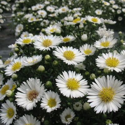 Aster - Magic White - Radacina - Bulbshop