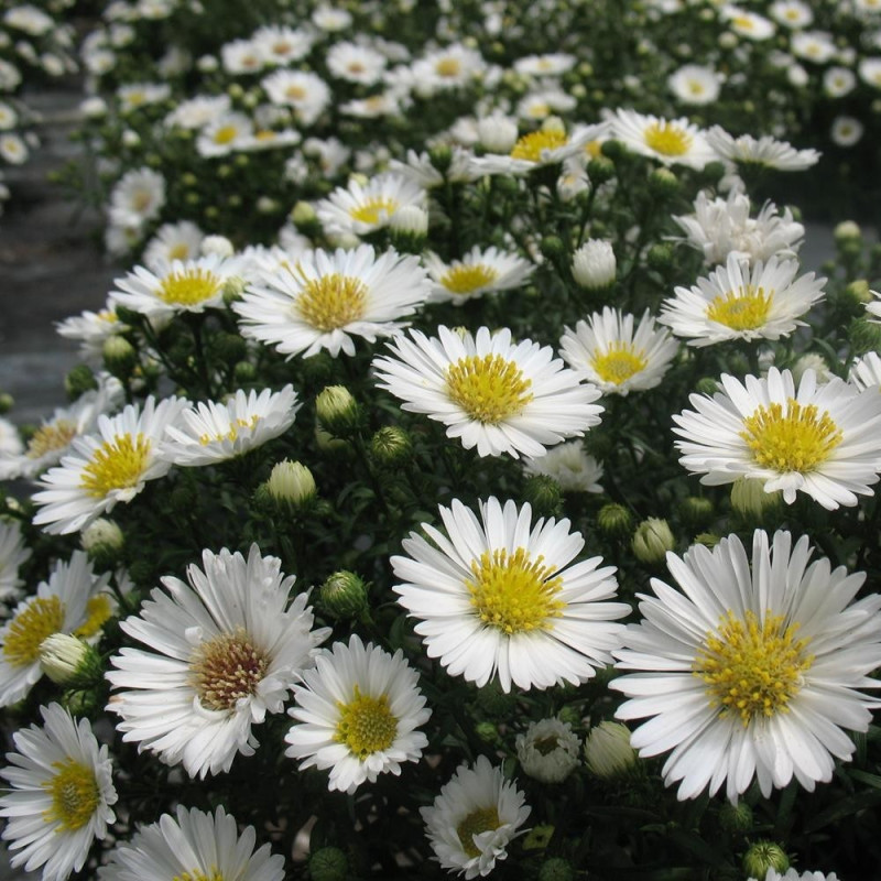 Aster - Magic White - Radacina - Bulbshop