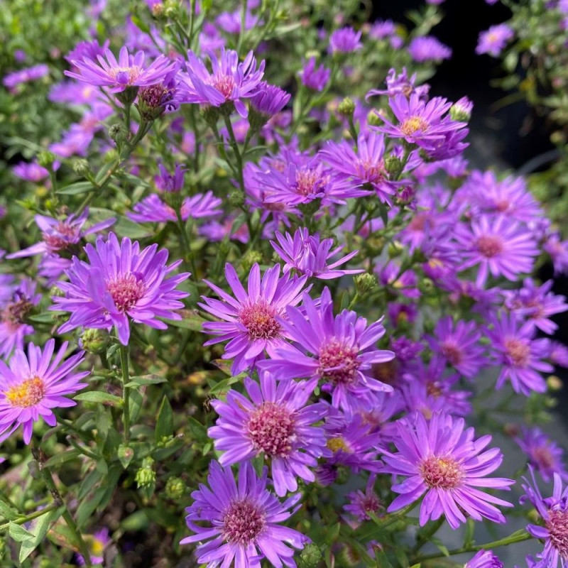 Aster - Woods Purple - Radacina - Bulbshop