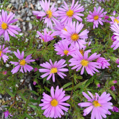 Aster - Woods Pink - Radacina - Bulbshop