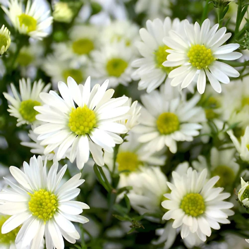 Aster - Monte Cassino - Radacina - Bulbshop