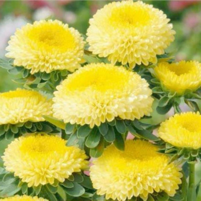 Aster - Galben - Radacina - Bulbshop