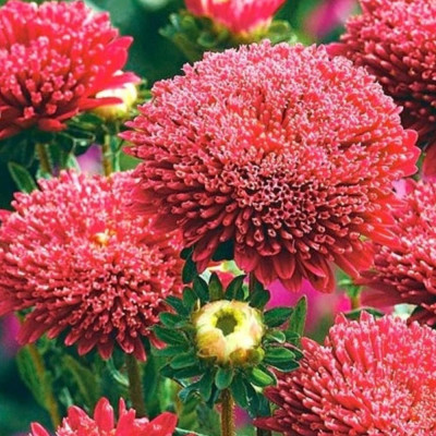 Aster Peren - Visiniu - Radacina - Bulbshop