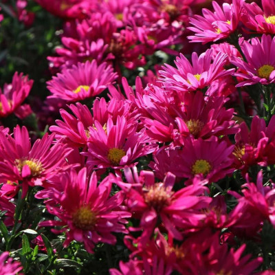 Aster Peren - Royal Ruby - Radacina - Bulbshop