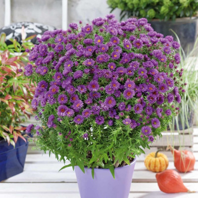 Aster Peren - Purple Dome - Radacina - Bulbshop