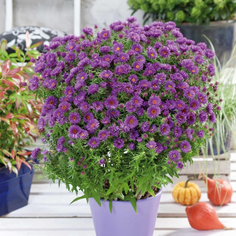 Aster Peren - Purple Dome - Radacina - Bulbshop
