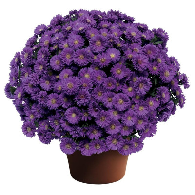 Aster Peren - Magic Purple - Radacina - Bulbshop