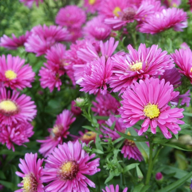 Aster Peren - Magic Pink - Radacina - Bulbshop