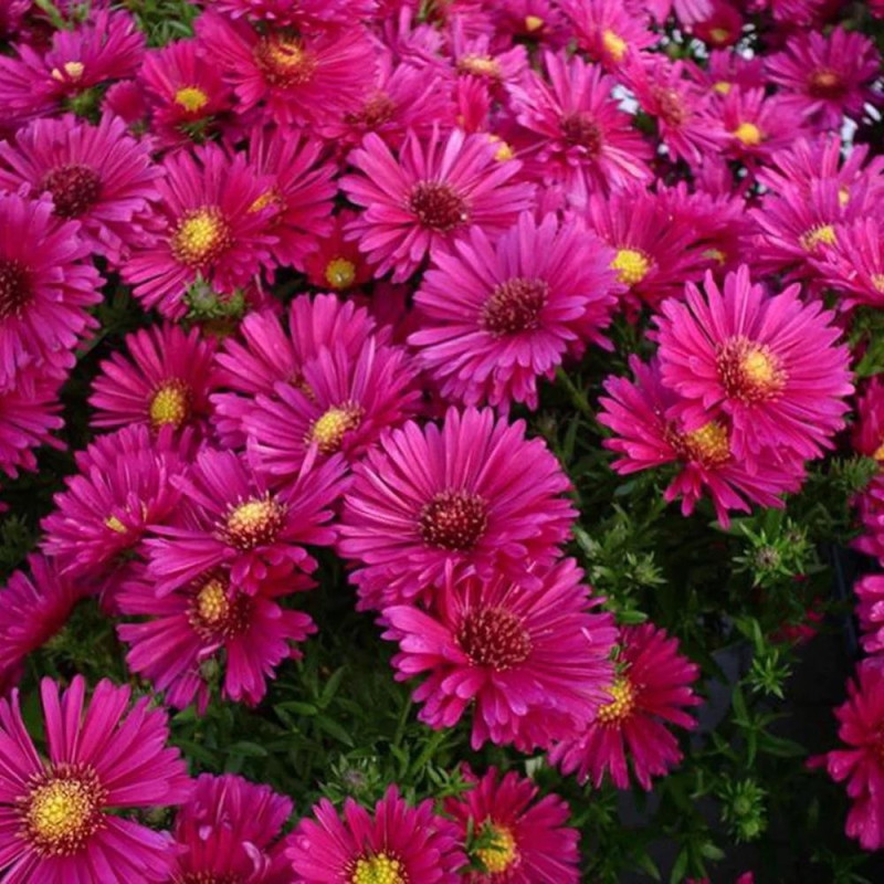 Aster Peren - Jenny - Radacina - Bulbshop