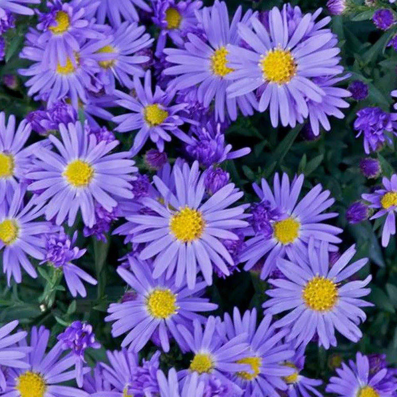 Aster Peren - Lady Blue - Radacina - Bulbshop