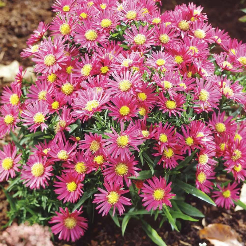 Aster Peren - Island Bahamas - Radacina - Bulbshop