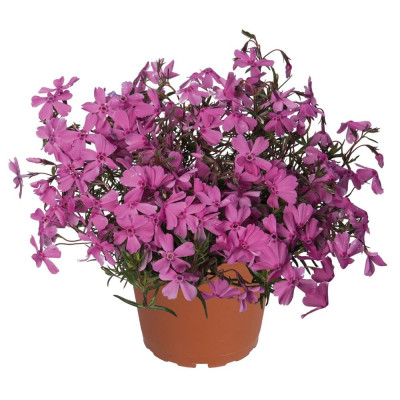Phlox - Brumărelele "Subulata Spring"  - Bulbshop