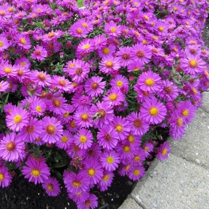 Aster Peren - Anneke - Radacina - Bulbshop