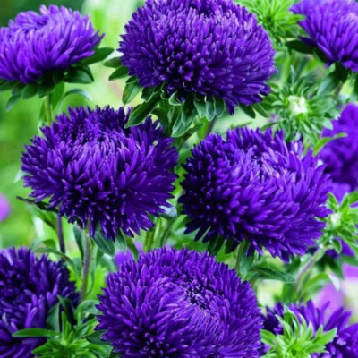 Aster Chinezesc - Mov - Radacina - Bulbshop