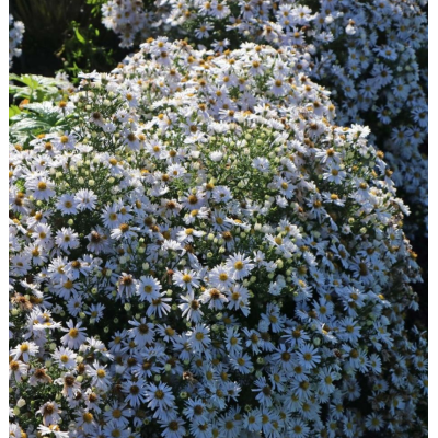 Aster Peren - Apollo - Radacina - Bulbshop