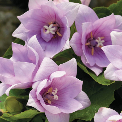 Floare Balon - Platycodon Pink - Radacina - Bulbshop