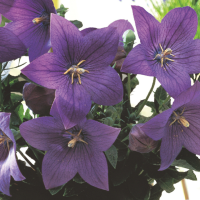 Floare Balon - Platycodon Blue - Radacina - Bulbshop