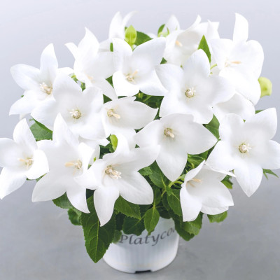 Floare Balon - Pop Star White - Radacina - Bulbshop