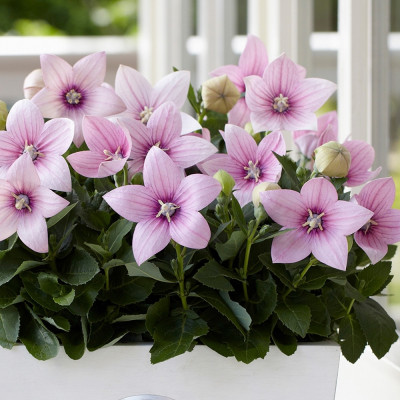 Floare Balon - Pink Fuji - Radacina - Bulbshop