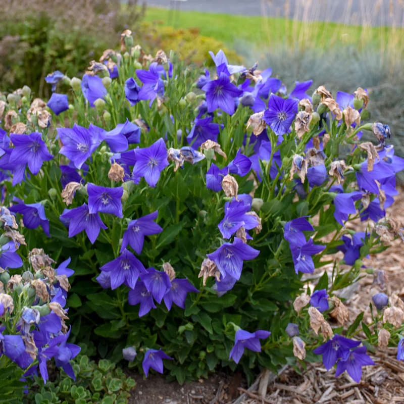 Floare Balon - Purple Blue - Radacina - Bulbshop