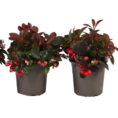 Gaultheria - Arbust Vesnic Verde de Craciun - Ghiveci 1L