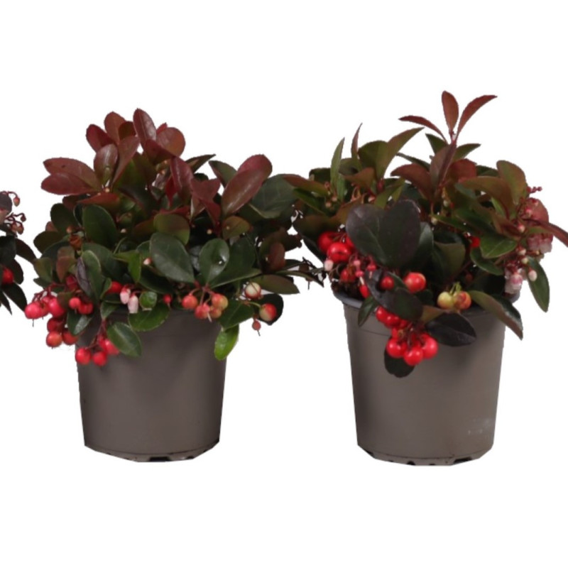 Gaultheria - Arbust Vesnic Verde de Craciun - Ghiveci 1L