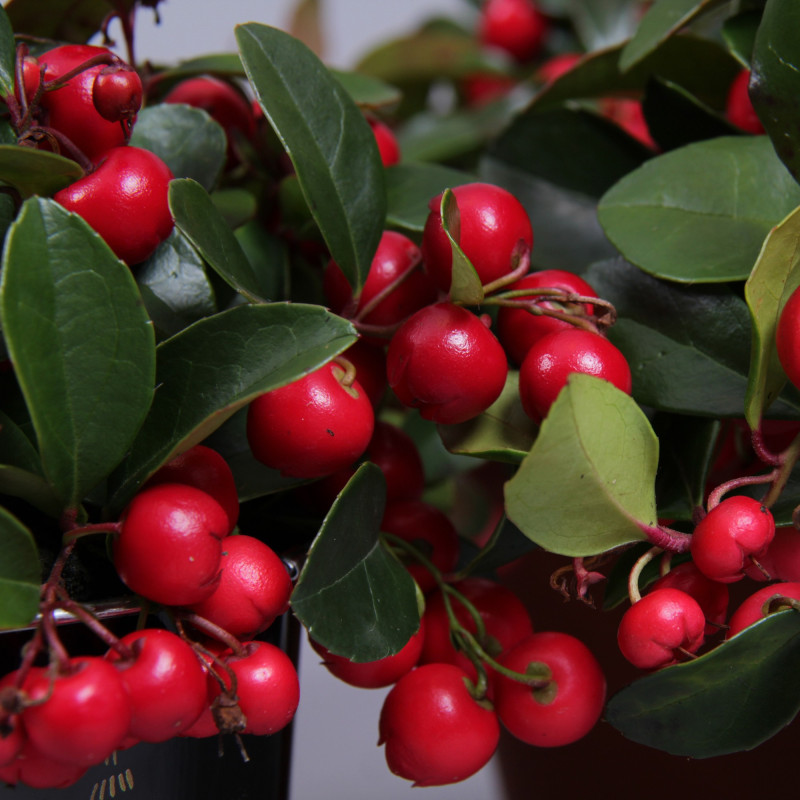 Gaultheria - Arbust Vesnic Verde - Craciun Ghiveci 1.5L