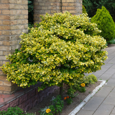 Euonymus "Gold Smarald" - Ghiveci 10L - Bulbshop