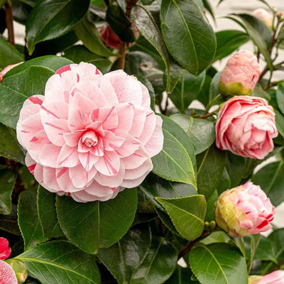 Camellia Japonica "Bonomiana" Ghiveci 10L - Bulbshop