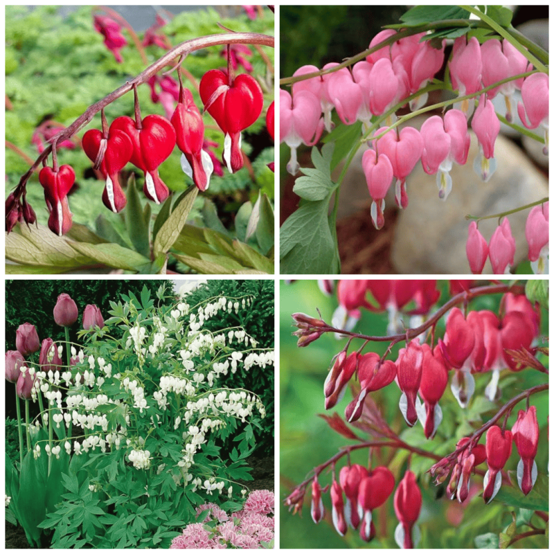 Cerceii Doamnei Mix 4 Radacini - Dicentra - Bulbshop