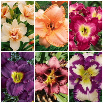 Rizomi Hemerocallis Crini Parfumati 6 buc | BulbShop.ro
