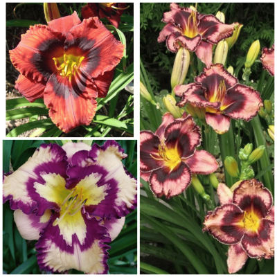 Bulbi Hemerocallis Crini Parfumati 3 buc