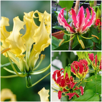 Gloriosa Bulbi 3 Mix - Crinul de Foc - Bulbshop