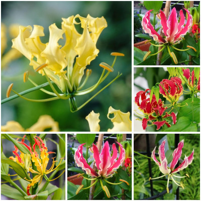 Gloriosa Bulbi 6 Mix - Crinul de Foc - Bulbshop