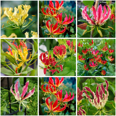 Gloriosa Bulbi 9 Mix - Crinul de Foc - Bulbshop