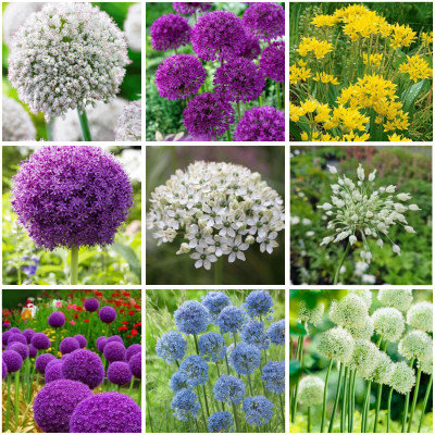 Alium | Pachetul Gradinarului Deluxe | Bulbi de Flori Bulbshop.ro