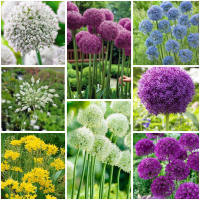 Alium | Pachetul Gradinarului Deluxe - Bulbshop