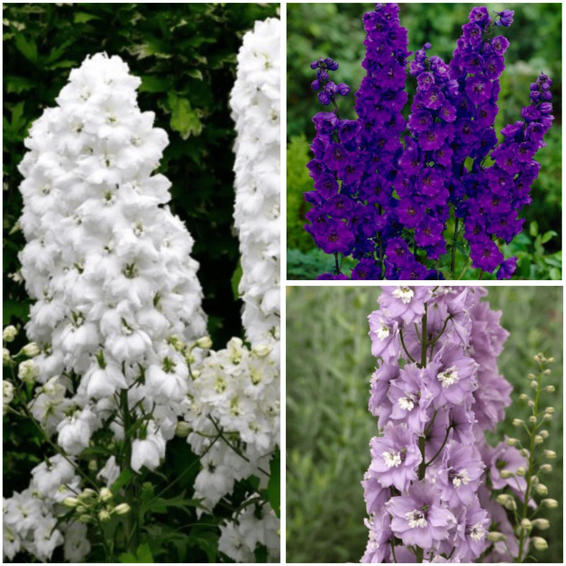 Delphinium - Nemtisor 3 Mix - Rădăcini - Bulbshop