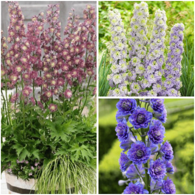 Delphinium - Nemtisor 3 Mix Color - Rădăcini - Bulbshop