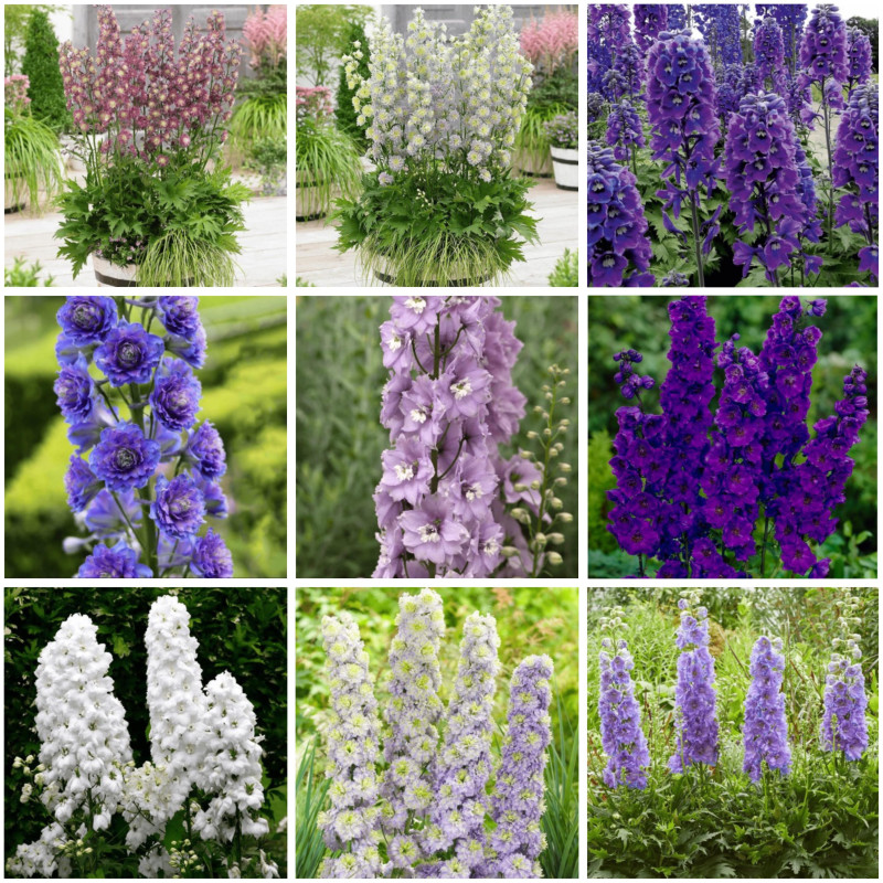 Delphinium - Nemtisor 9 Mix Color - Rădăcini - Bulbshop