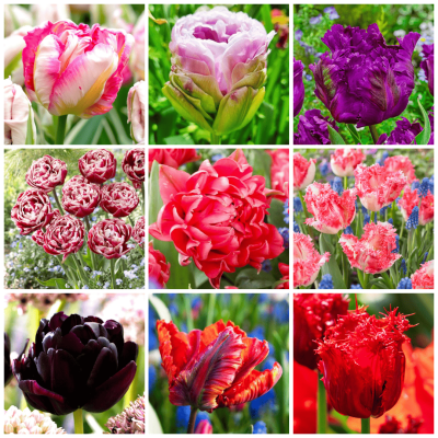 Lalele Mix (Crete, Batute, Duble) 30 Bulbi - Bulbshop