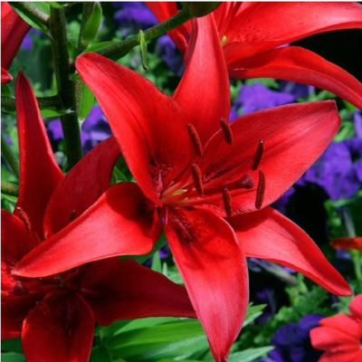 Crin Imperial Parfumat "America" (Editie Limitata) - Bulbshop