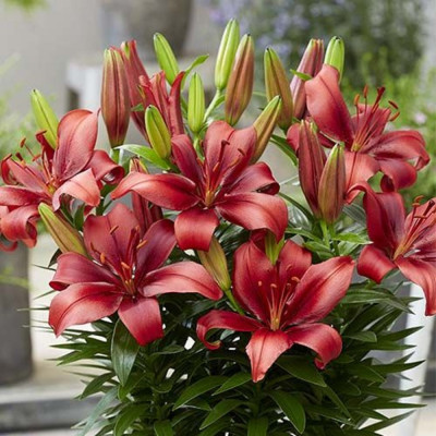 Bulbi Crini Imperial Parfumat "Salinero" - Bulbshop