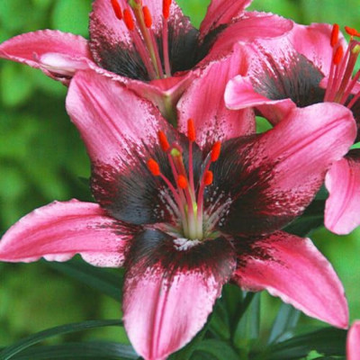 Crin Asiatic Santo Domingo 1 Bulb/Pachet - Bulbshop