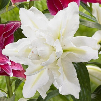 Crin Dublu Parfumat "White Beauty" 1 Bulb/Pachet -  Bulbshop