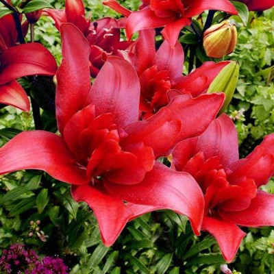 Bulbi de Crin Dublu Parfumat Red Eagle: Crini de Gradina.