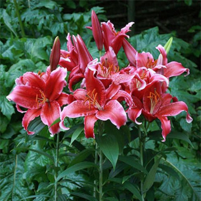 Crin Imperial Parfumat "Red Flash" 1 Bulb/Pachet - Bulbshop