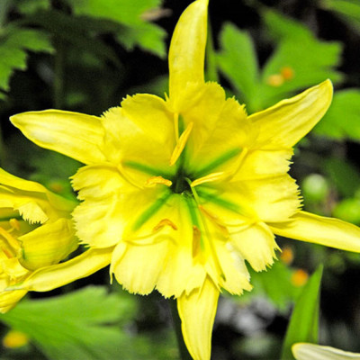 Crin Păianjen Lycorum Hymenocallis - Bulbi Crin Parfumati.