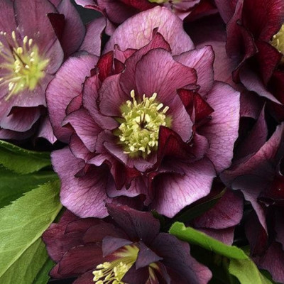 Helleborus - Spanz Mov "Picotee" - Bulbshop