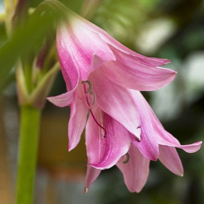 Crini Powellii- Bulbi "Crinum Pink" - Bulbshop
